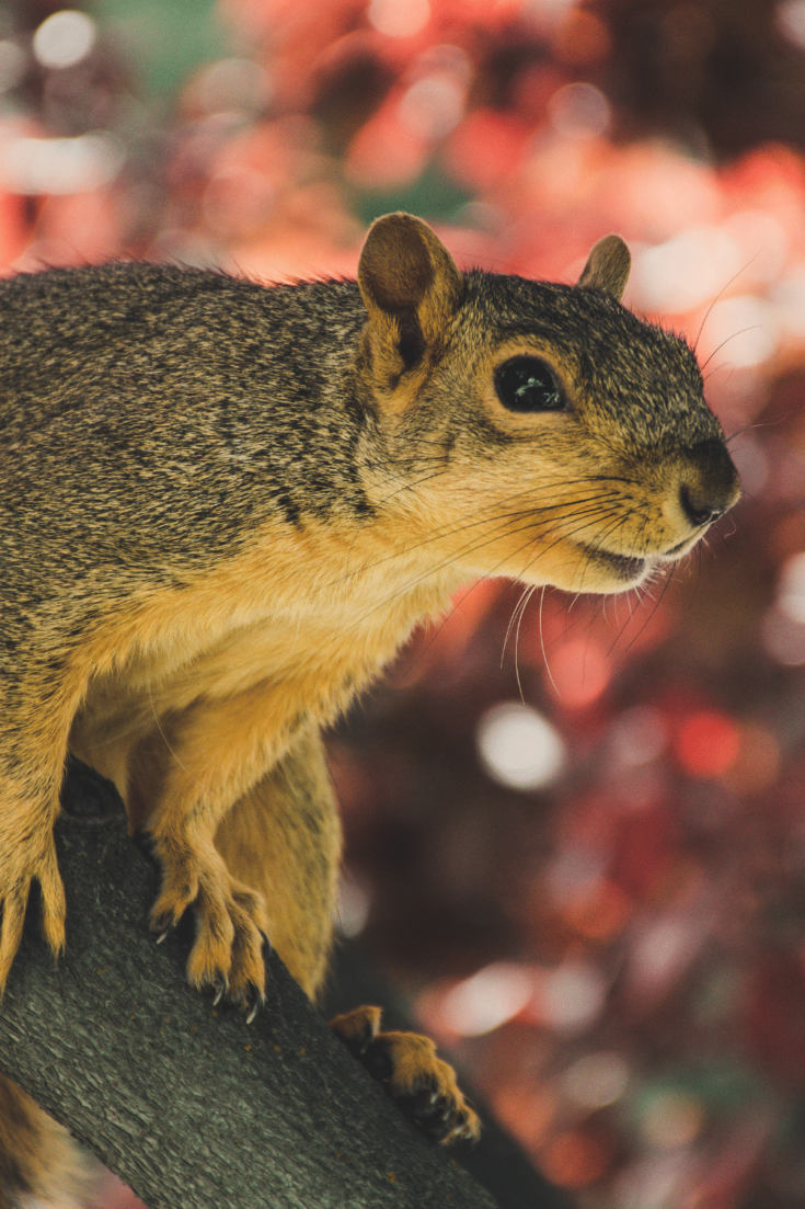 A squirrel will also eat a piece of candy when accidentally dropped by a human