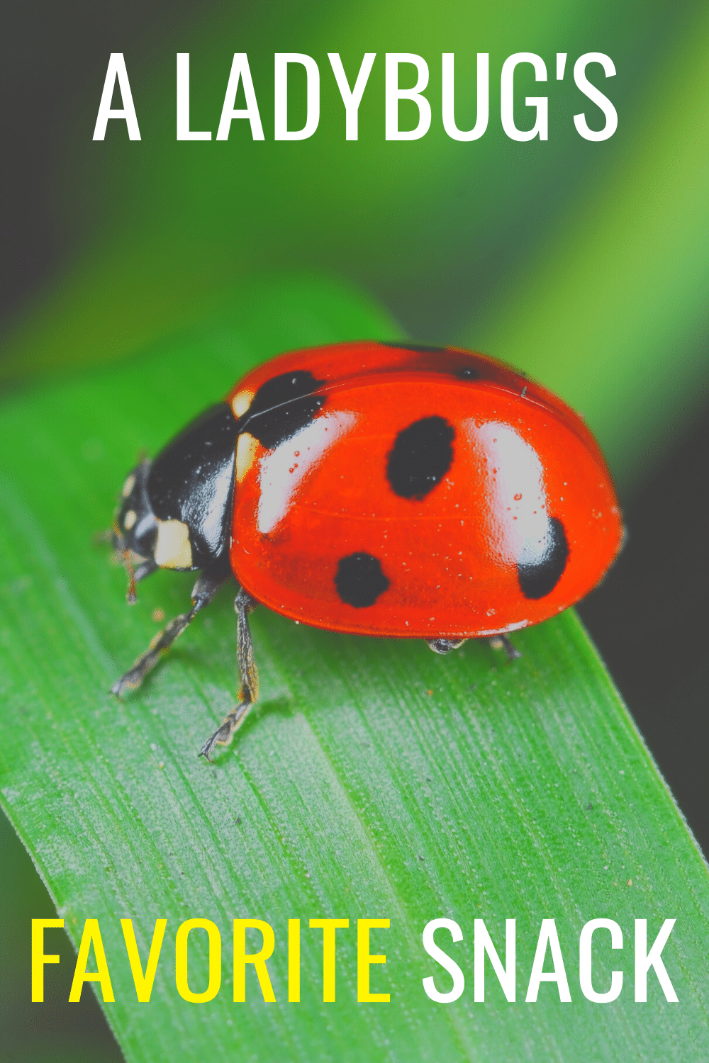 What do Ladybugs Eat?