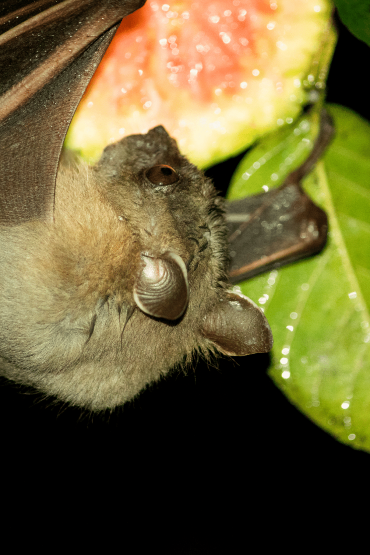 Bat eating fruits