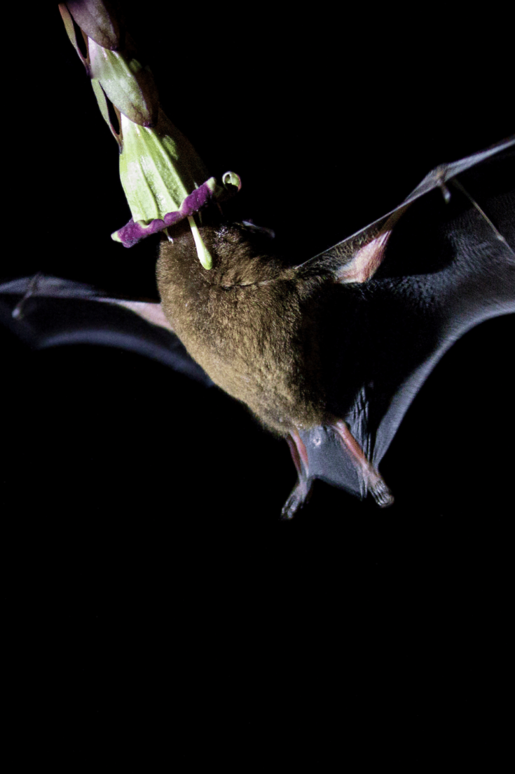 Bats are also eating nectar