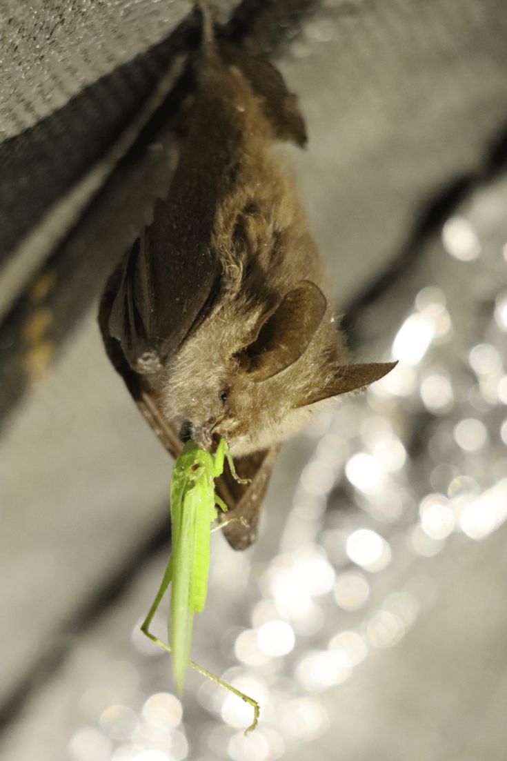 Bats eat insects