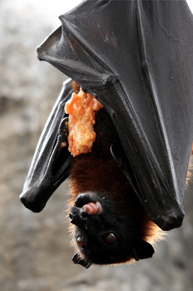 Bats hunt prey and eat frogs as well