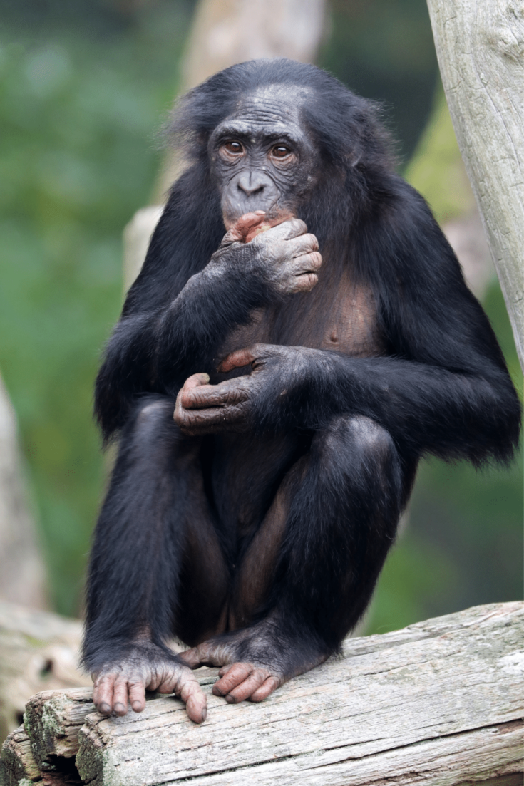 Bonobos love fruit but will also eat leaves, flowers honey, bark as well as fungus