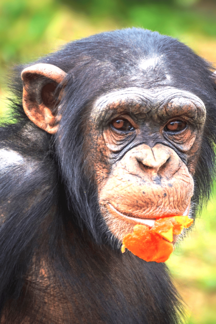 Chimpanzees are predominately vegetarians