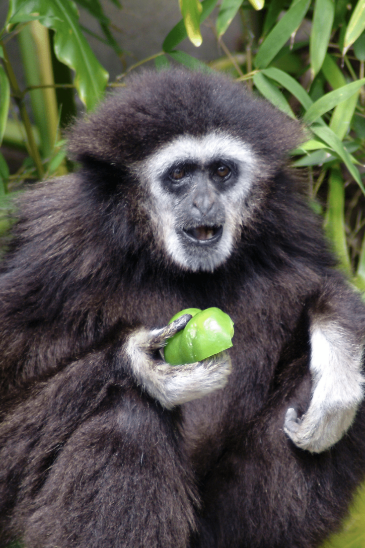 Gibbons are omnivorous apes and love eating fruits as well as vertebrates and invertebrates among other food