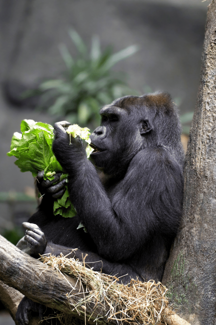 Gorillas are mostly herbivores and love eating everything green