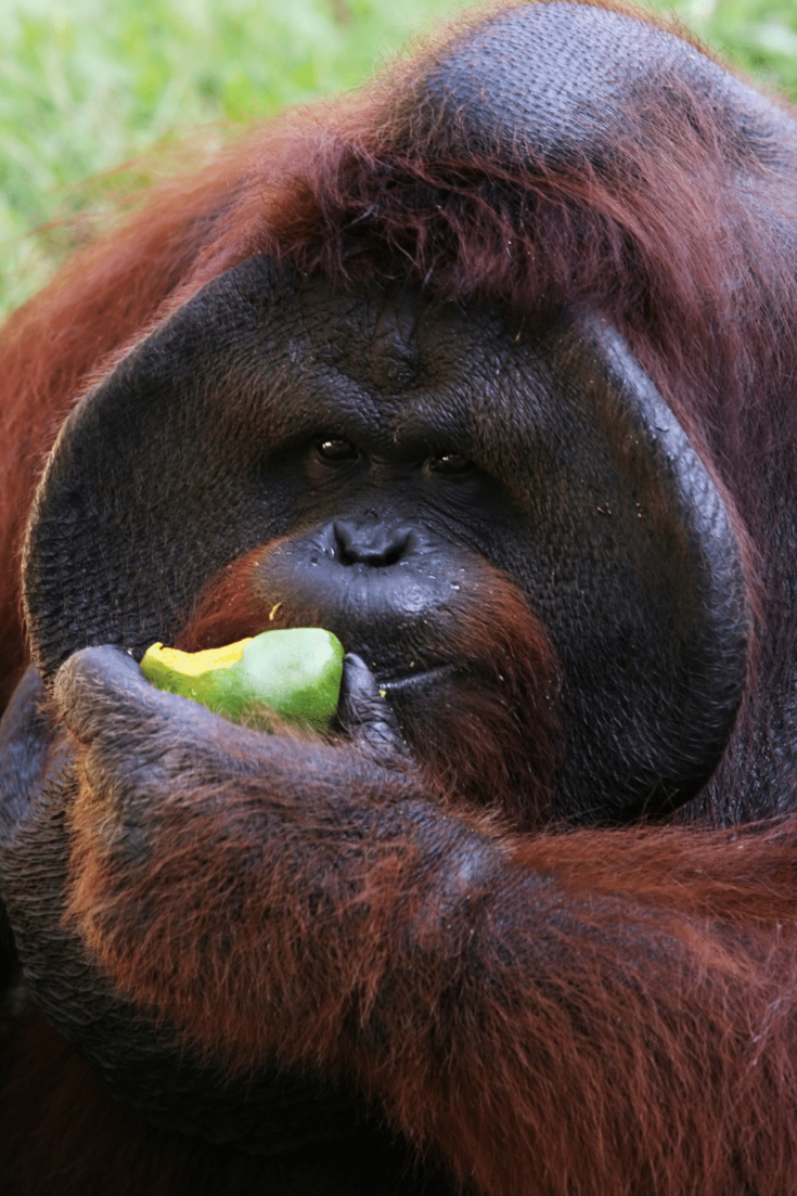 Orangutans love eating fruit