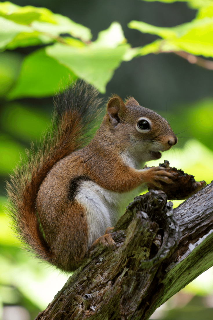 Squirrels love eating nuts