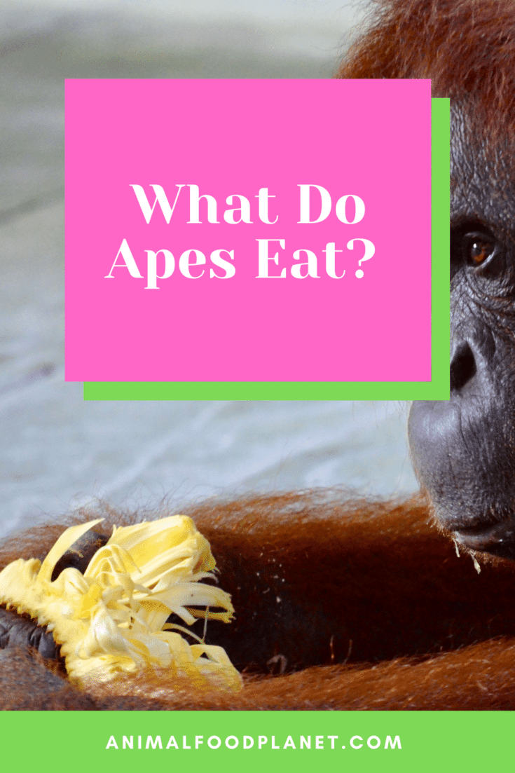 What Do Apes Eat?