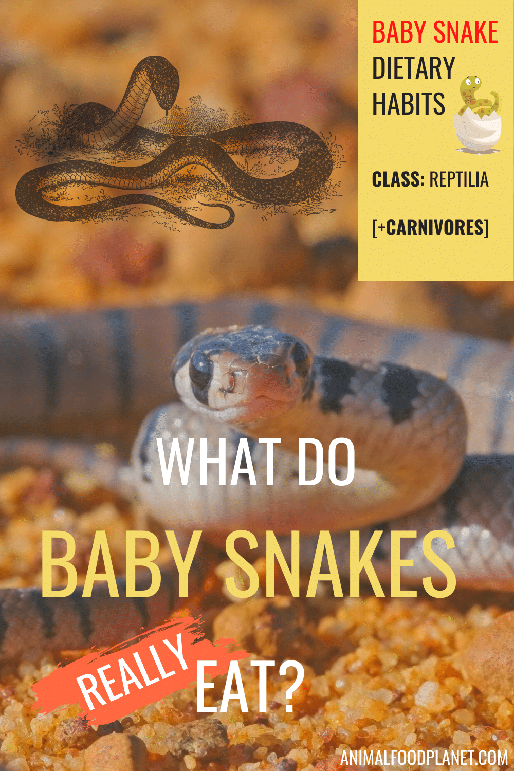 What Do Baby Snakes Really Eat?