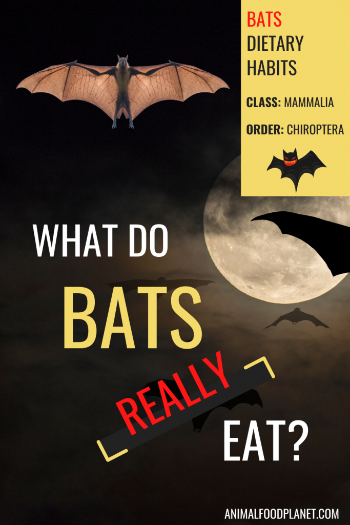 What Do Bats Eat? 1 Best Revelation
