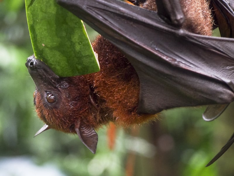 What Do Bats Really Eat?