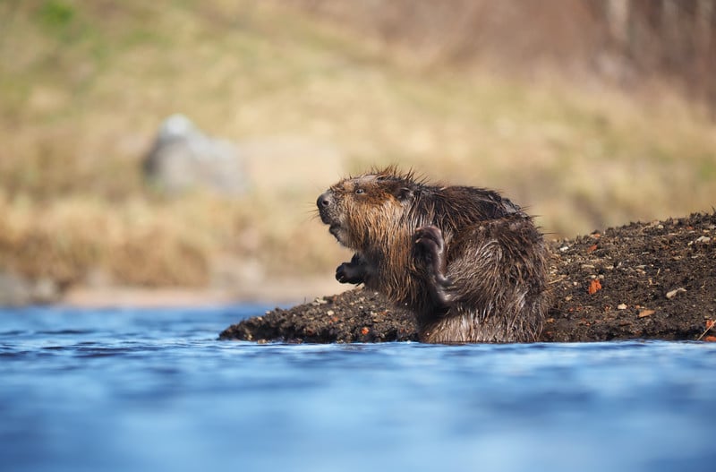 What Do Beavers Eat?