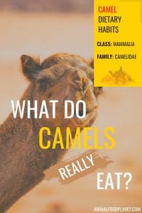 What do Camels Eat? The Camels' Diet in a Nutshell
