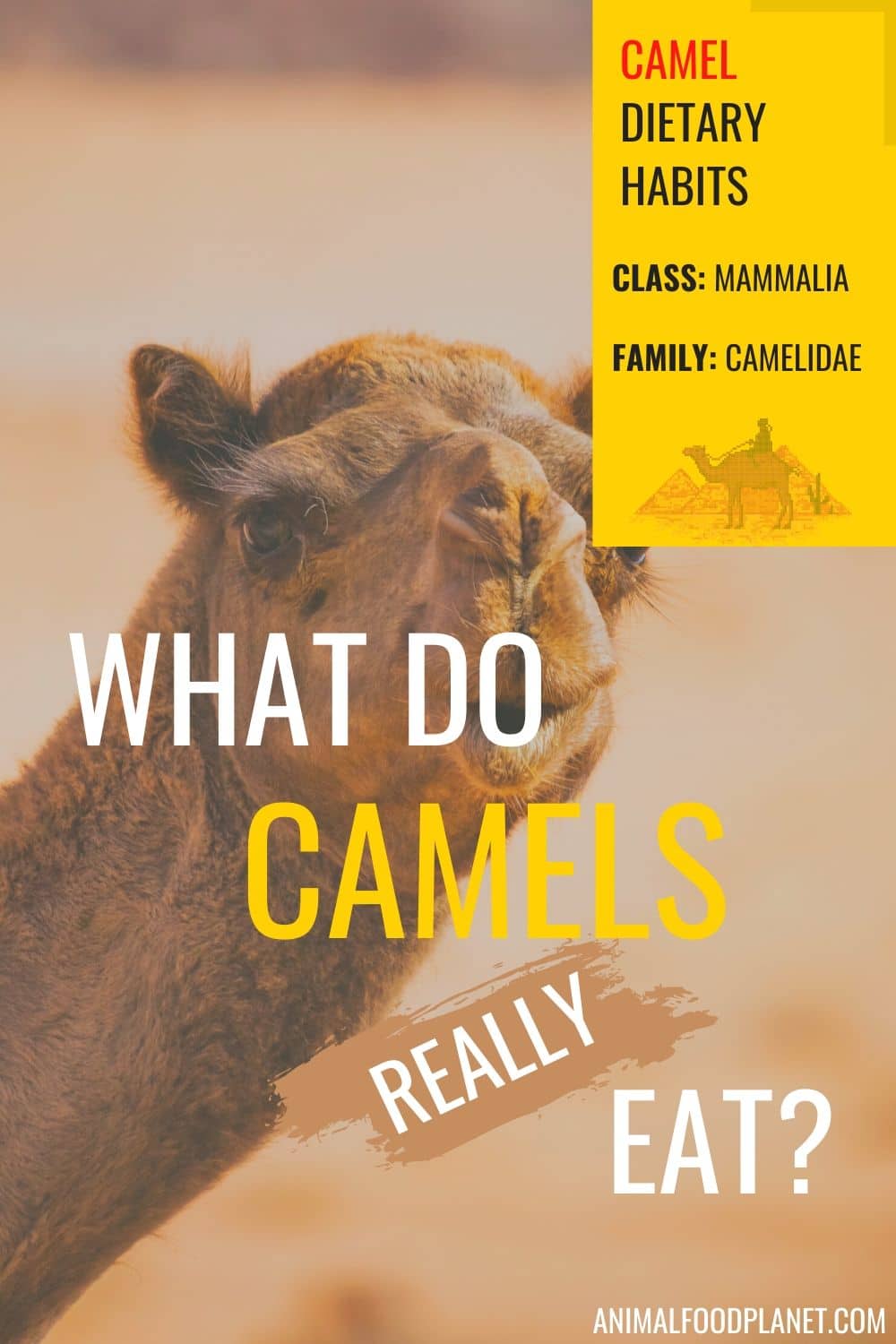 What Do Camels Really Eat?