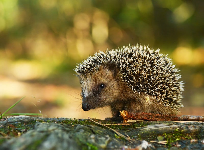 What Do Hedgehogs Eat?