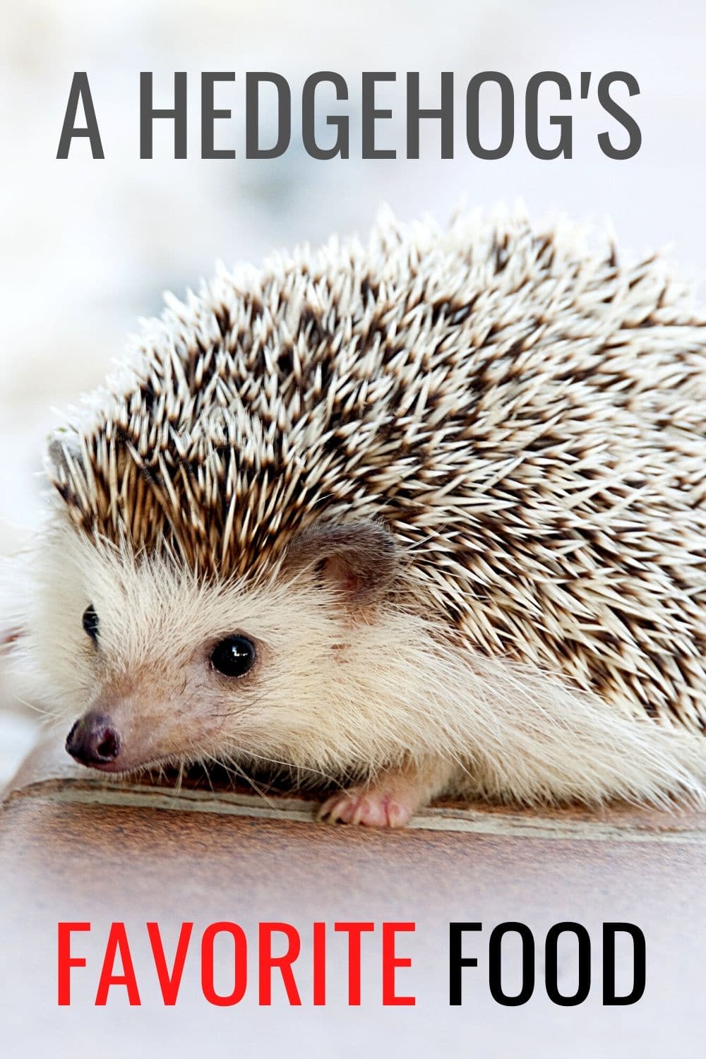 What Do Hedgehogs Eat?