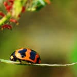 What Do Ladybugs Eat?