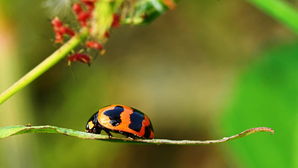 What Do Ladybugs Eat?