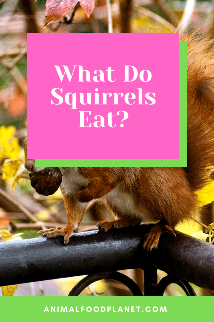 What Do Squirrels Eat?