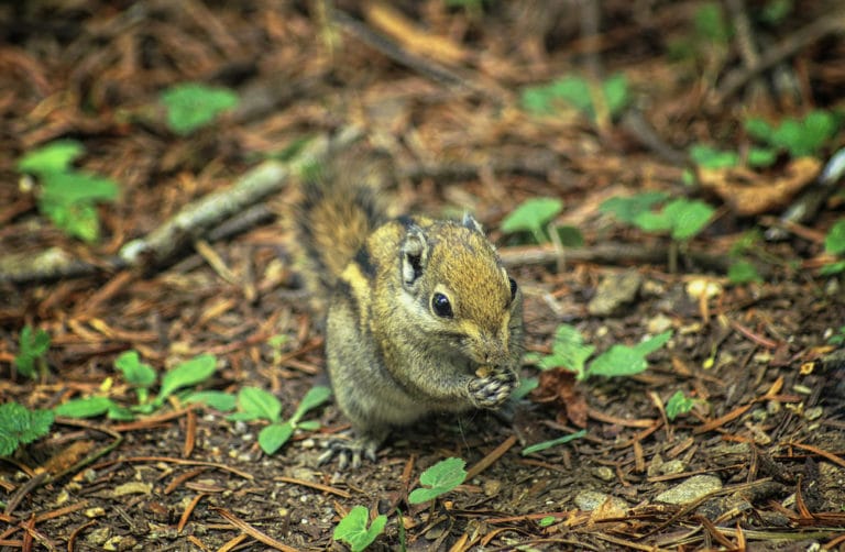 What Do Squirrels Eat? - #1 Best And Surprising Insights