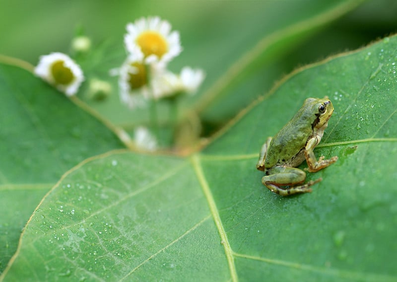 What Do Frogs Eat?