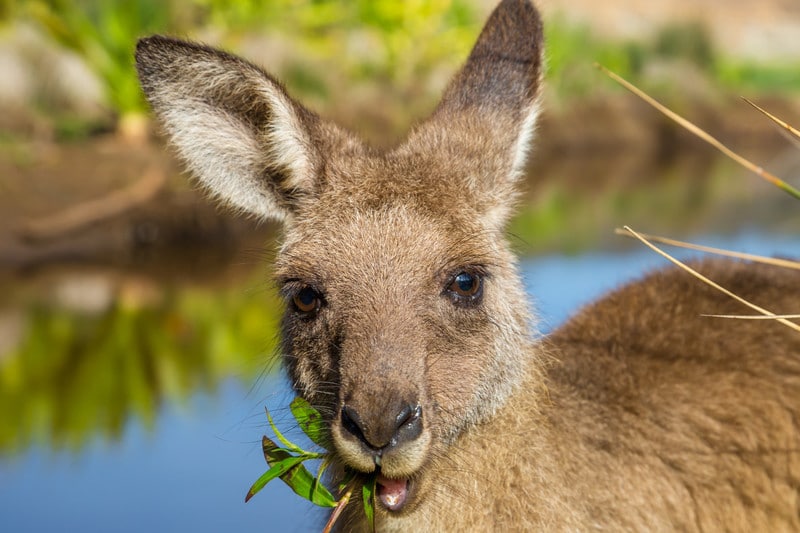 What Do Kangaroos Eat?