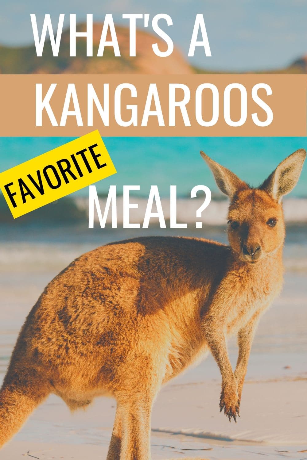 What Do Kangaroos Snack On