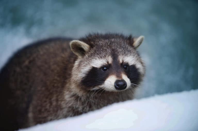 do racoons eat skunks do racoons eat skunks