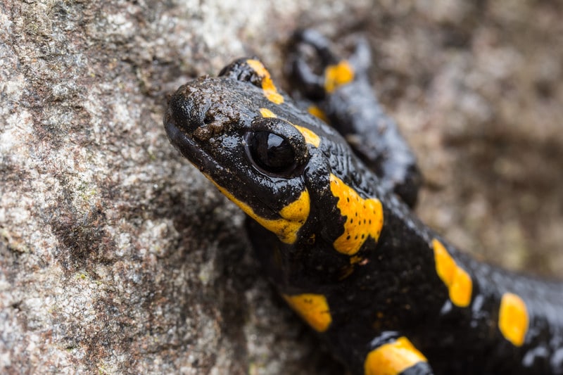 Fire Salamander