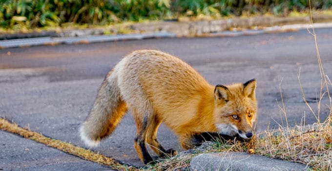 What Do Foxes Eat? The Red Fox Diet Explained