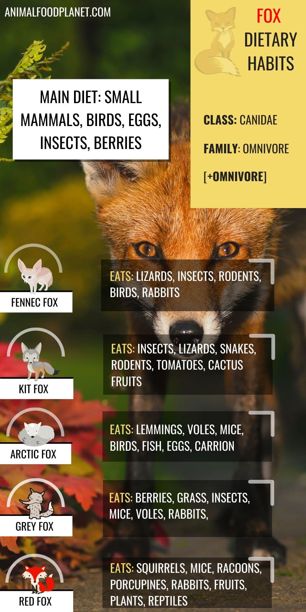 What Do Foxes Eat 