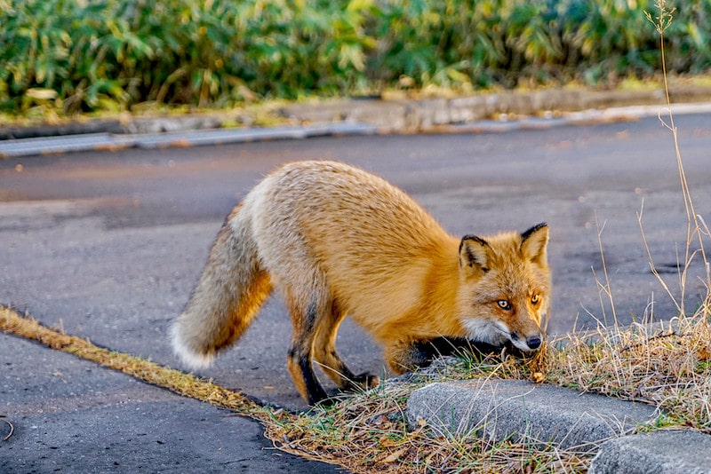 What Do Foxes Eat?