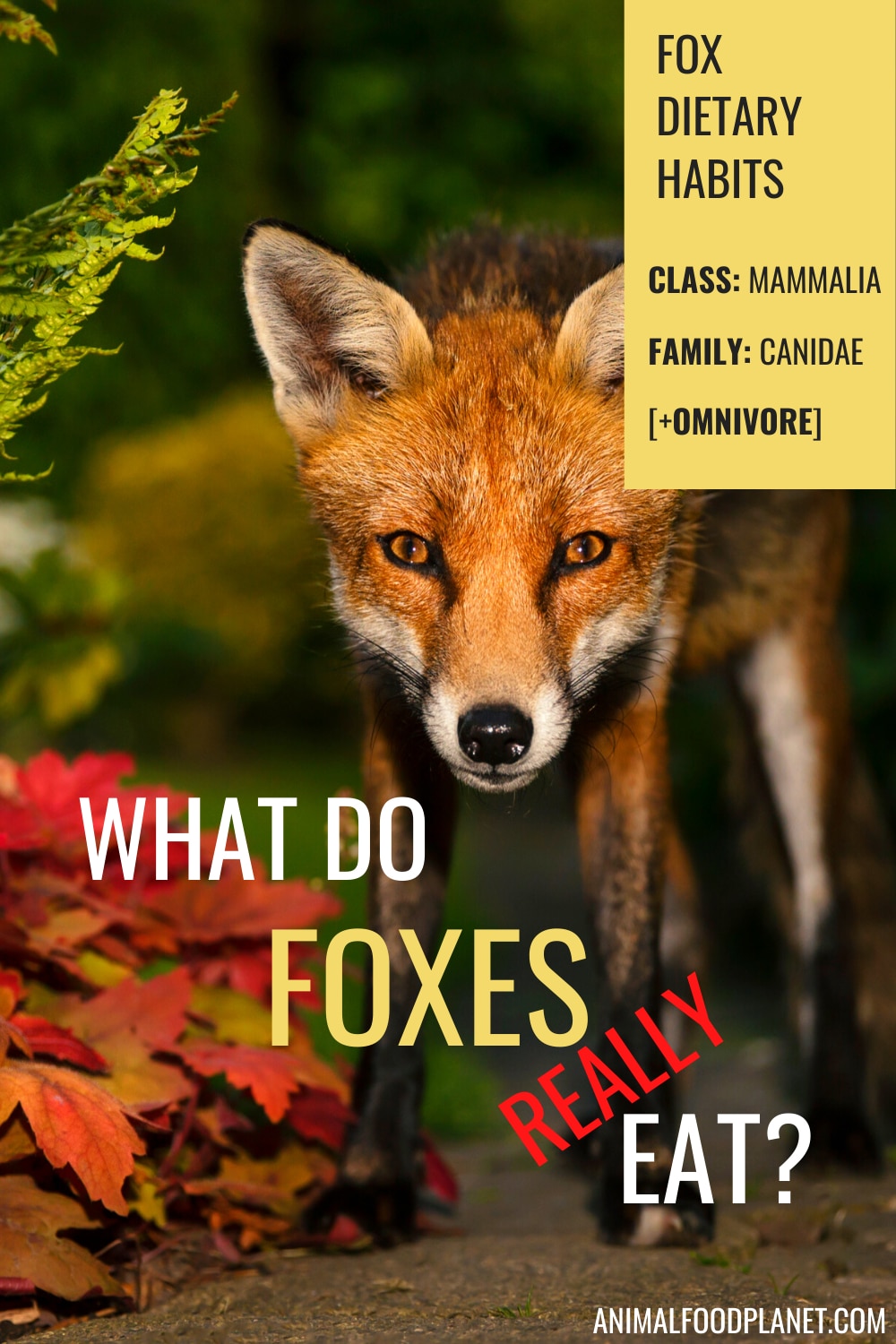 What Do Foxes Eat?