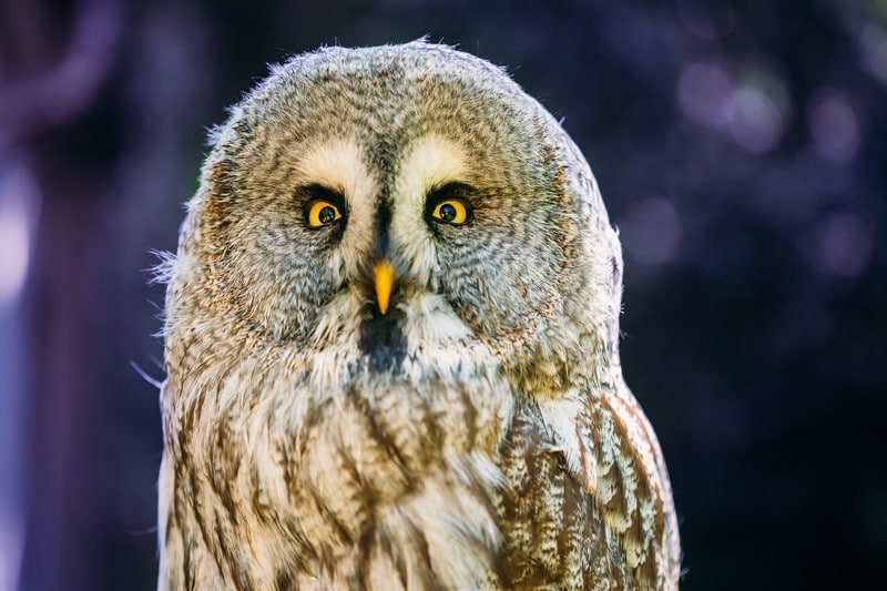 Here’s What Owls Really Eat