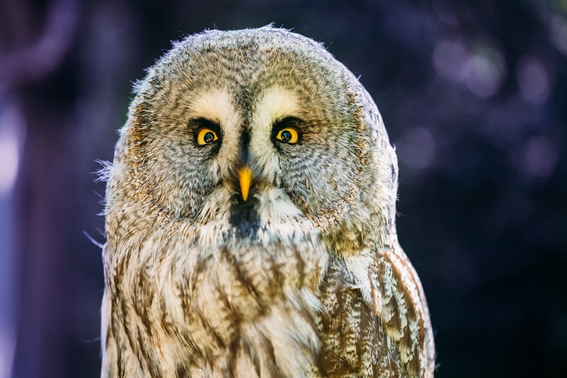 Here's What Owls Eat | Amazing Owl Facts Here's What Owls Eat | Amazing Owl Facts