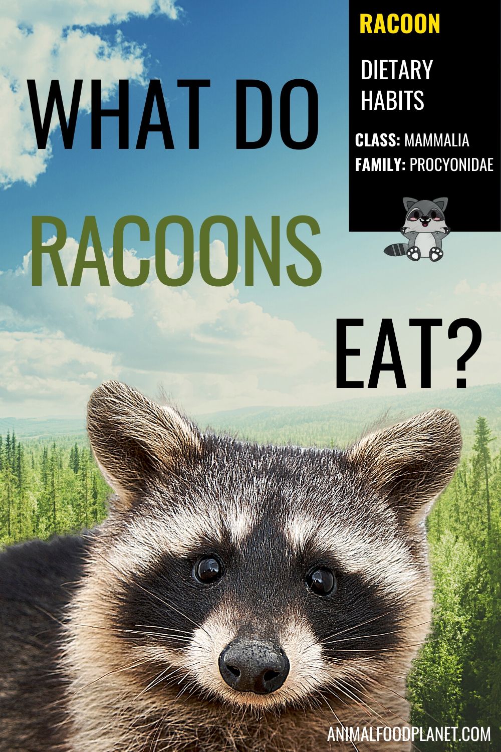 What Do Racoons Eat?