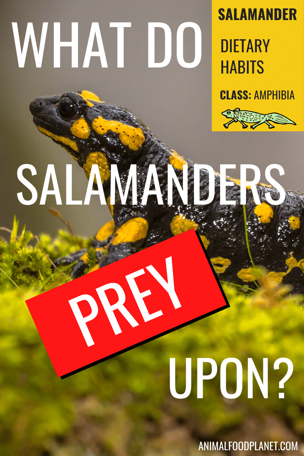 What Do Salamanders Prey Upon?