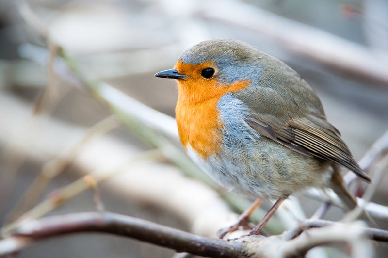 The Robin’s Diet: Here’s What These Birds Really Eat