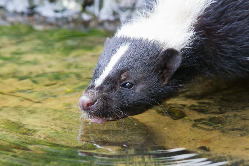 What Do Skunks Eat?