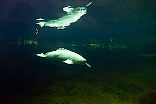 Amazon River Dolphin