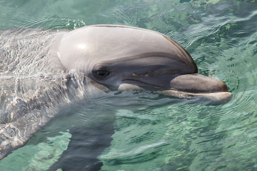 Bottlenose Dolphin in the Red Sea