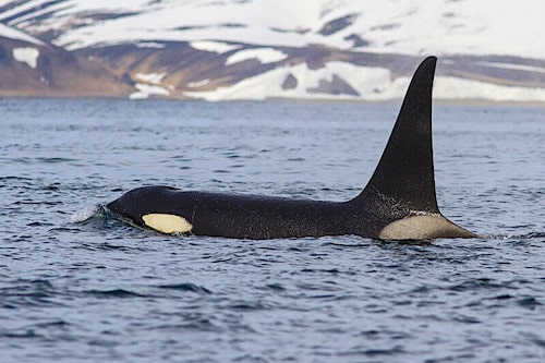 Picture of a Killer Whale