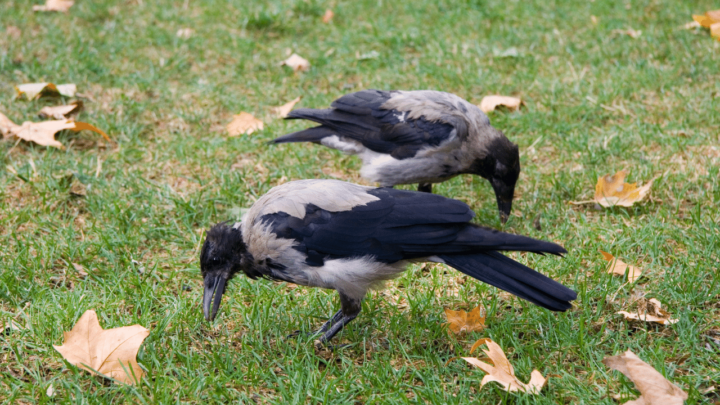 What do crows eat in the garden