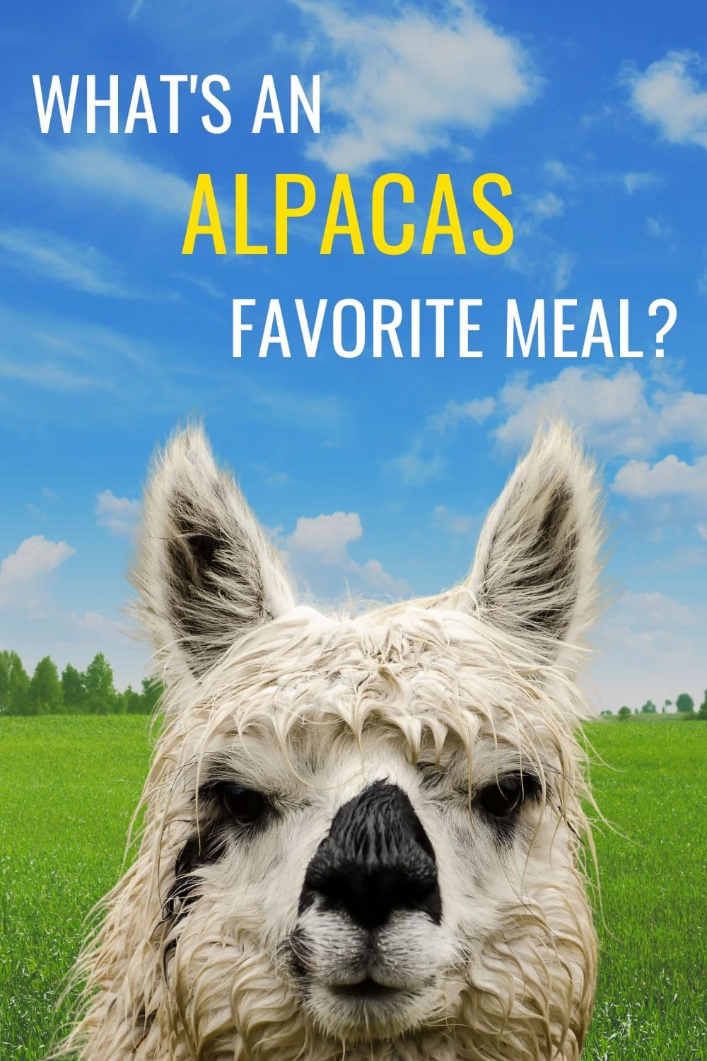 What Do Alpacas Eat?
