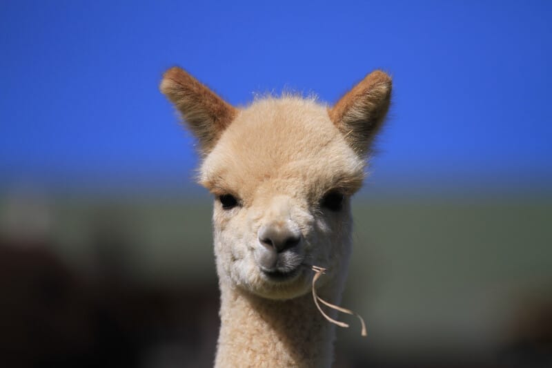 What Do Alpacas Eat?