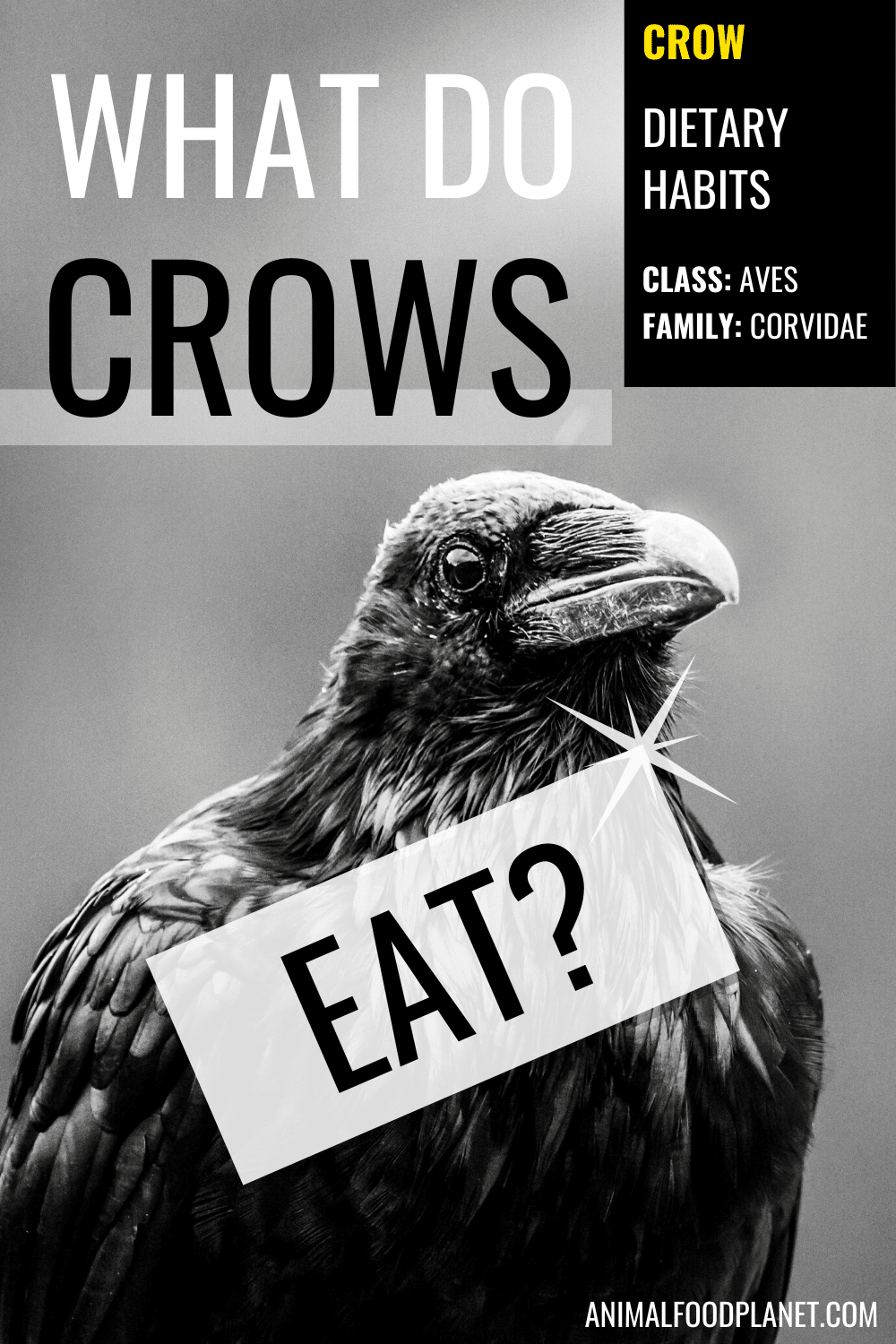 What Do Crows Eat?