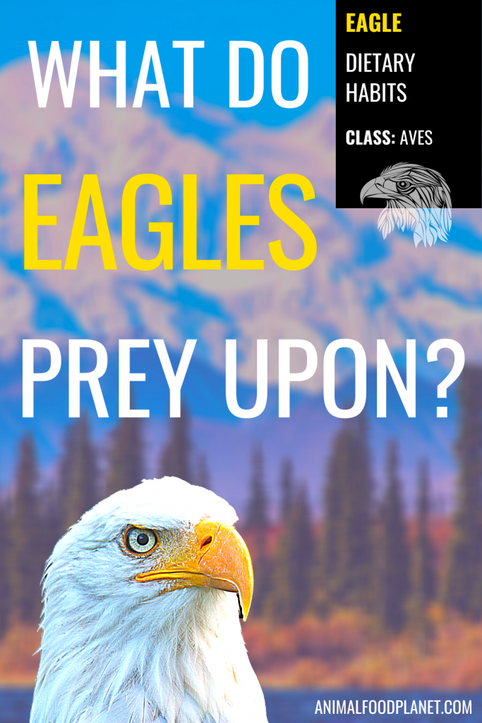 The Eagle's Diet in a Nutshell: Detailed Breakdown