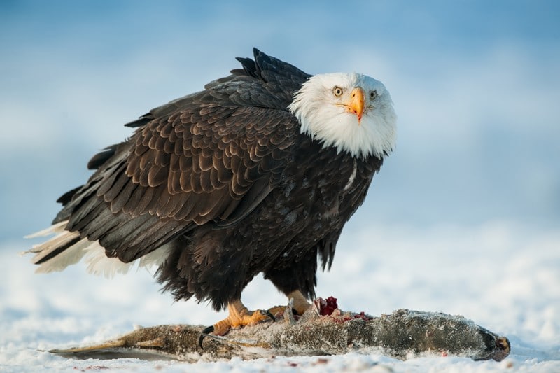 An Eagle eating Salmon