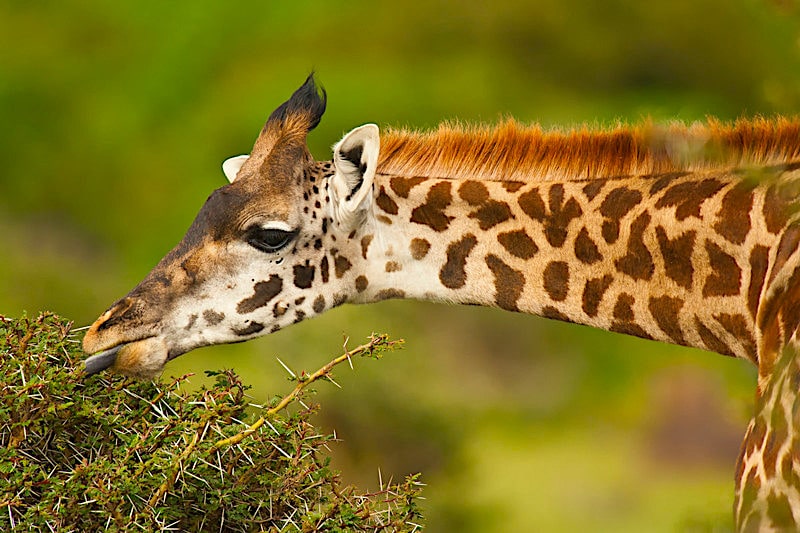 What Do Giraffes Eat?